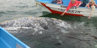 Thousands of whales in Laguna Ojo de Liebre Mexico