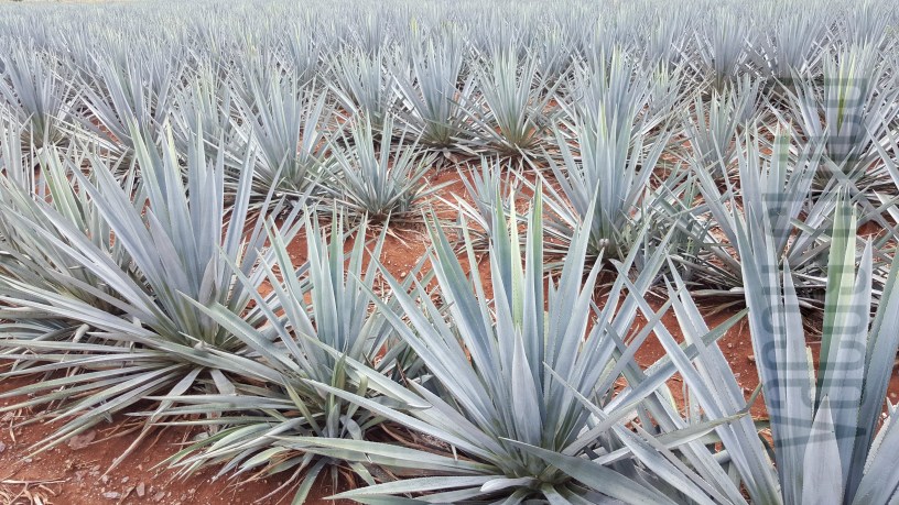 Mature agave found on a 12 day tour of Jalisco Mexico