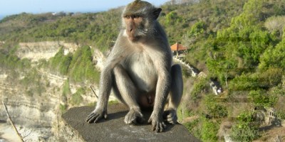 Fall in love with monkeys in Uluwatu Bali