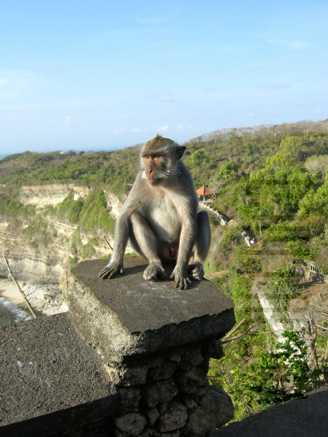Fall in love with monkeys in Uluwatu Bali