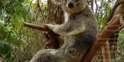 5 day Christmas trip to Gold Coast Australia