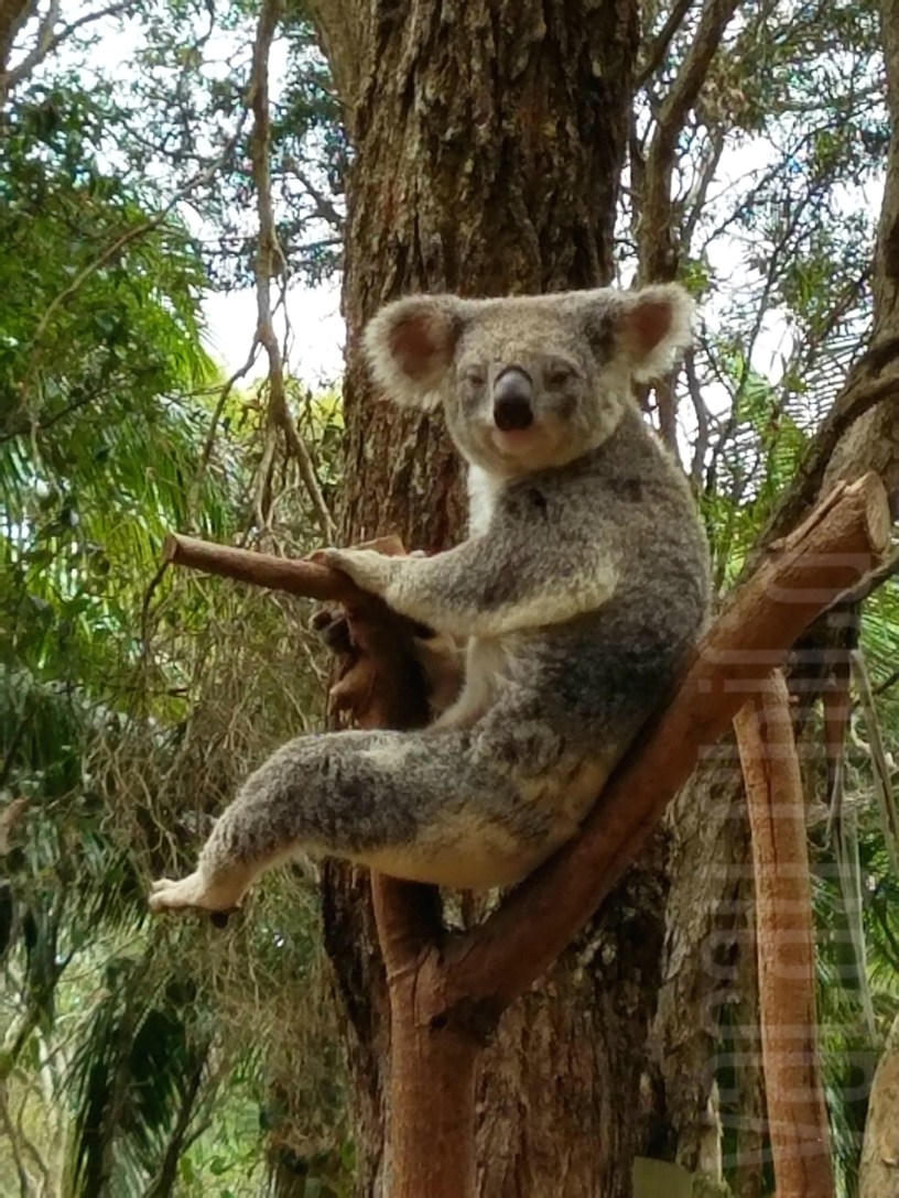 5 day Christmas trip to Gold Coast Australia