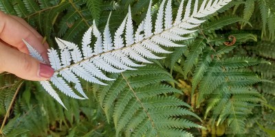 10 day New Years trip to Raglan New Zealand