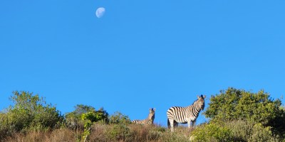 Two night safari Bayethi Lodge Shamwari Private Game Reserve South Africa