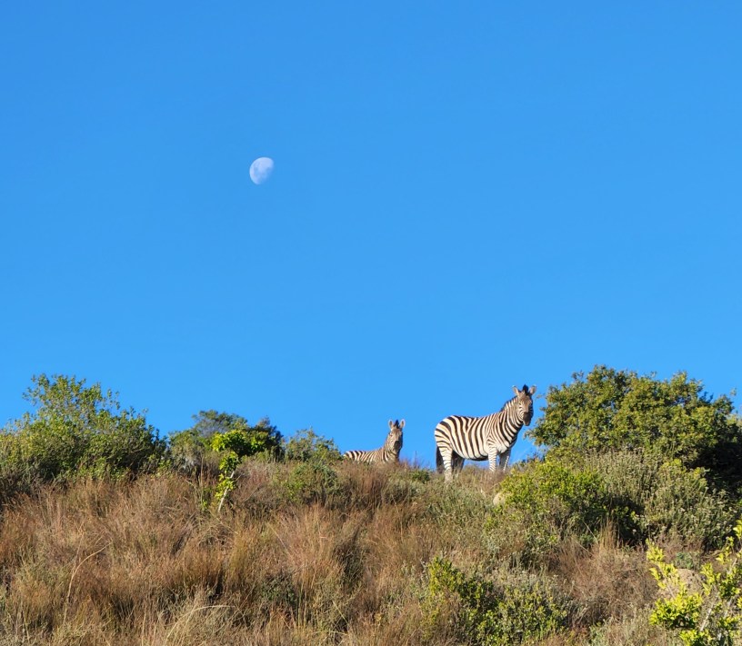 Two night safari Bayethi Lodge Shamwari Private Game Reserve South Africa